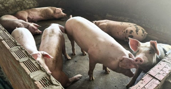 Giá heo hơi ngày 20/10/2025: Tiếp tục duy trì ổn định