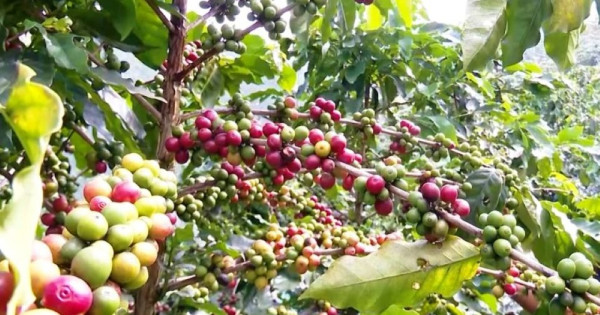 Giá nông sản ngày 21/10/2025: Hồ tiêu tăng nhẹ, cà phê ổn định