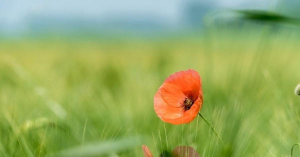 Tử vi ngày 22/10/2025 của 12 cung hoàng đạo: Bọ Cạp sức khỏe không được tốt