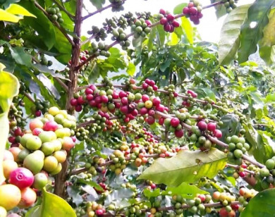 Giá nông sản ngày 21/10/2025: Hồ tiêu tăng nhẹ, cà phê ổn định