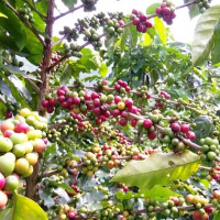 Giá nông sản ngày 21/10/2025: Hồ tiêu tăng nhẹ, cà phê ổn định