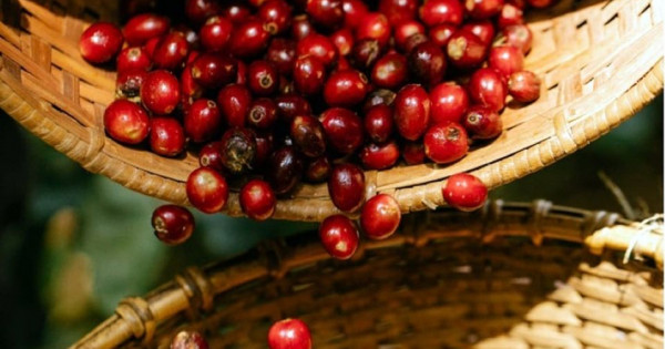 Giá nông sản ngày 22/10/2025: Cà phê và hồ tiêu đồng loạt giữ giá cao