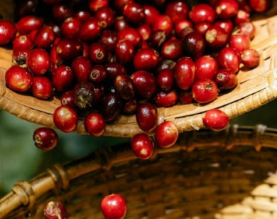 Giá nông sản ngày 22/10/2025: Cà phê và hồ tiêu đồng loạt giữ giá cao