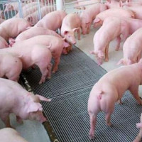 Giá heo hơi ngày 22/10/2025: Ghi nhận xu hướng tăng tại miền Bắc và Nam