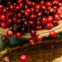 Giá nông sản ngày 22/10/2025: Cà phê và hồ tiêu đồng loạt giữ giá cao