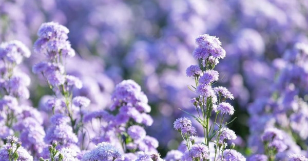 Tử vi ngày 24/10/2025 của 12 cung hoàng đạo: Song Ngư tình duyên trắc trở