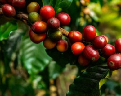 Giá nông sản ngày 23/10/2025: Cà phê tăng mạnh, hồ tiêu ổn định