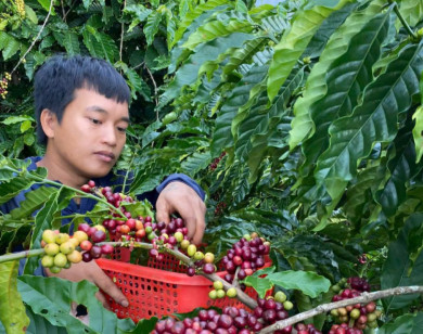 Giá nông sản ngày 24/10/2025: Cà phê bật tăng mạnh, hồ tiêu ổn định