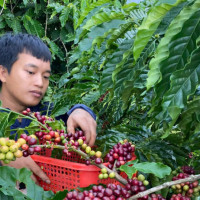 Giá nông sản ngày 24/10/2025: Cà phê bật tăng mạnh, hồ tiêu ổn định