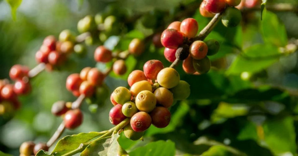 Giá nông sản ngày 26/10/2025: Cà phê giảm mạnh, hồ tiêu ổn định