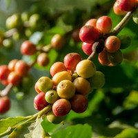 Giá nông sản ngày 26/10/2025: Cà phê giảm mạnh, hồ tiêu ổn định