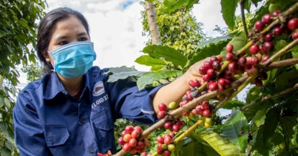 Giá nông sản ngày 27/10/2025: Cà phê và hồ tiêu cùng đi ngang
