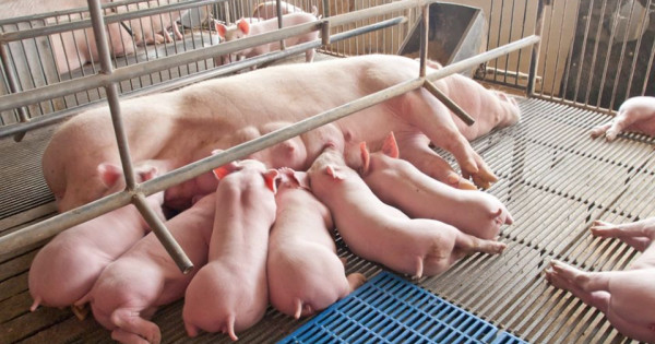 Giá heo hơi ngày 28/10/2025: Tiếp tục giữ mức ổn định tại cả 3 miền