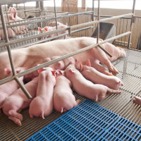 Giá heo hơi ngày 28/10/2025: Tiếp tục giữ mức ổn định tại cả 3 miền
