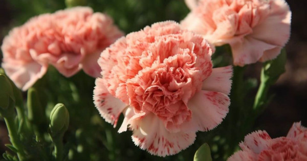 Tử vi ngày 30/10/2025 của 12 cung hoàng đạo: Ma Kết tài chính rất thuận lợi