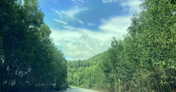 Nông dân Gia Lai nâng cao hiệu quả từ việc bón phân cho rừng trồng cây keo lai