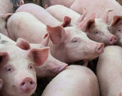 Giá heo hơi ngày 29/10/2025: Đồng loạt giảm nhẹ trên cả nước