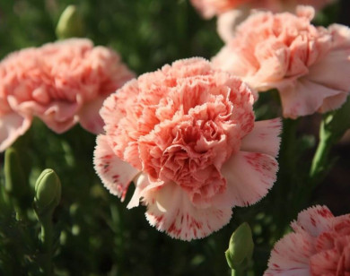 Tử vi ngày 30/10/2025 của 12 cung hoàng đạo: Ma Kết tài chính rất thuận lợi