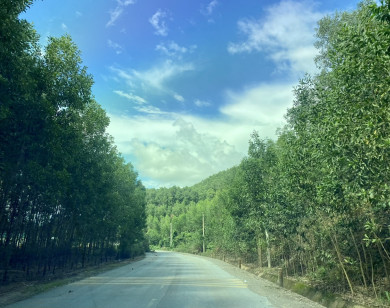 Nông dân Gia Lai nâng cao hiệu quả từ việc bón phân cho rừng trồng cây keo lai