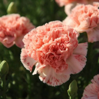 Tử vi ngày 30/10/2025 của 12 cung hoàng đạo: Ma Kết tài chính rất thuận lợi