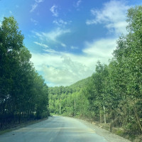 Nông dân Gia Lai nâng cao hiệu quả từ việc bón phân cho rừng trồng cây keo lai