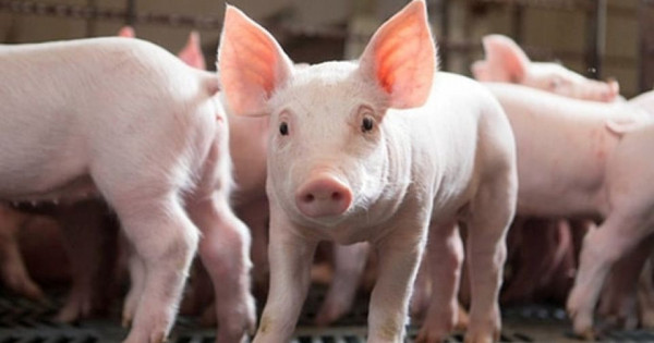 Giá heo hơi ngày 30/10/2025: Giảm nhẹ tại miền Trung - Tây Nguyên