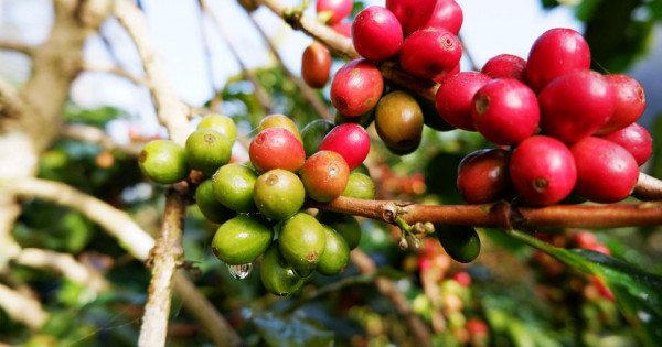 Giá nông sản ngày 30/10/2025: Cà phê và hồ tiêu cùng bật tăng
