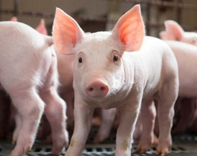 Giá heo hơi ngày 30/10/2025: Giảm nhẹ tại miền Trung - Tây Nguyên