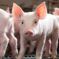 Giá heo hơi ngày 30/10/2025: Giảm nhẹ tại miền Trung - Tây Nguyên