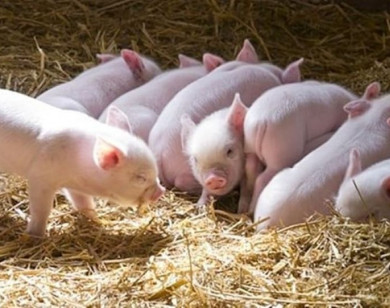 Giá heo hơi ngày 31/10/2025: Giảm nhẹ tại miền Bắc