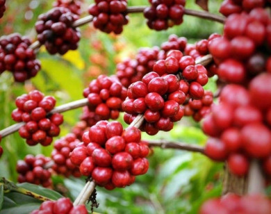 Giá nông sản ngày 31/10/2025: Cà phê tiếp tục tăng, hồ tiêu ổn định