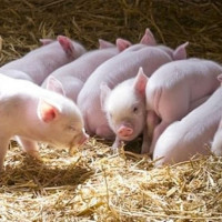 Giá heo hơi ngày 31/10/2025: Giảm nhẹ tại miền Bắc