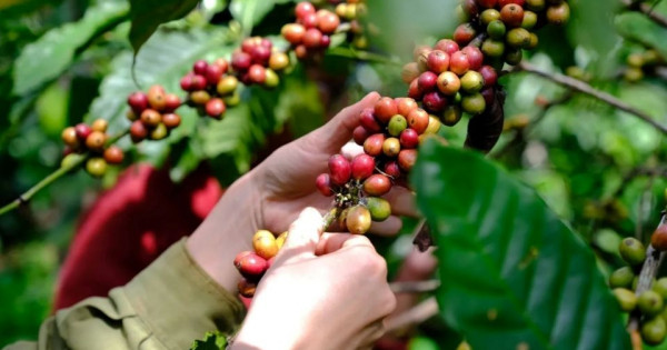 Giá nông sản ngày 1/11/2025: Cà phê và hồ tiêu cùng bật tăng