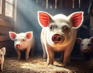 Giá heo hơi ngày 1/11/2025: Miền Bắc tiếp tục giảm nhẹ 1.000 đồng/kg