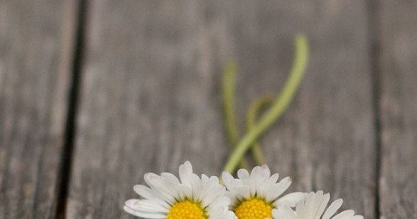 Tử vi ngày 3/11/2025 của 12 cung hoàng đạo: Bạch Dương cần chú ý thời gian nghỉ ngơi