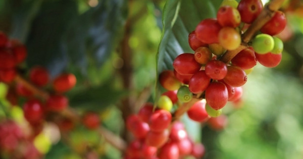 Giá nông sản ngày 2/11/2025: Cà phê tăng vọt 1.500 Đồng/kg