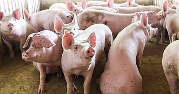 Giá heo hơi ngày 2/11/2025: Miền Bắc và miền Trung đồng loạt giảm sâu, có nơi chạm đáy 49.000 đồng/kg