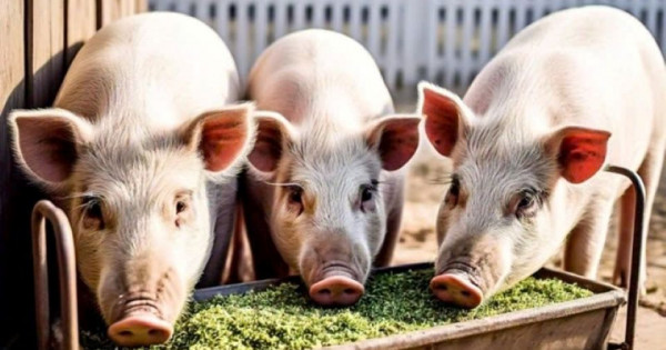 Giá heo hơi ngày 3/11/2025: Đà giảm trở lại trong tuần qua