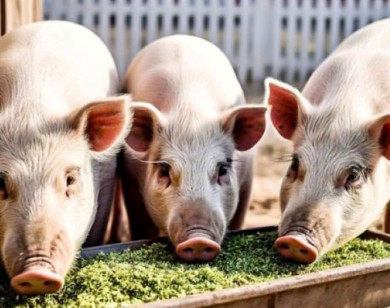 Giá heo hơi ngày 3/11/2025: Đà giảm trở lại trong tuần qua