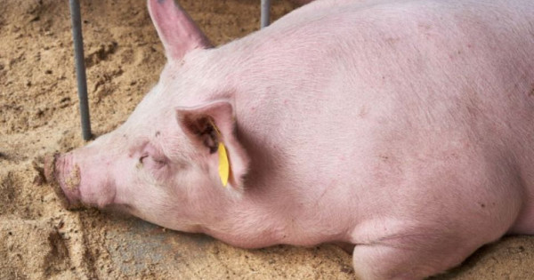 Giá heo hơi ngày 4/11/2025: Đi ngang trên cả 3 miền