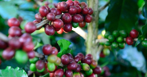 Giá nông sản ngày 4/11/2025: Cà phê và hồ tiêu cùng bật tăng