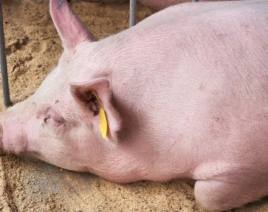 Giá heo hơi ngày 4/11/2025: Đi ngang trên cả 3 miền