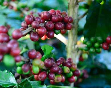 Giá nông sản ngày 4/11/2025: Cà phê và hồ tiêu cùng bật tăng