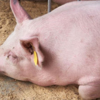 Giá heo hơi ngày 4/11/2025: Đi ngang trên cả 3 miền