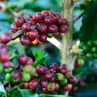 Giá nông sản ngày 4/11/2025: Cà phê và hồ tiêu cùng bật tăng