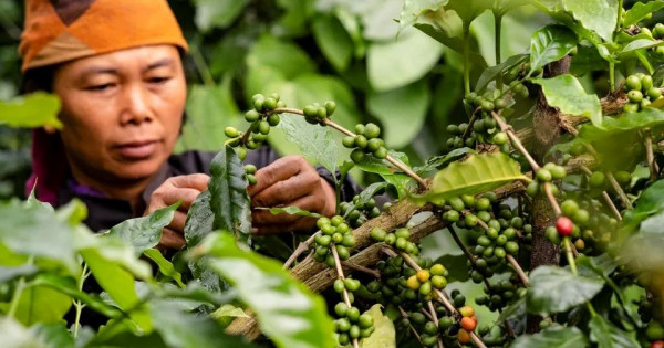 Giá nông sản ngày 5/11/2025: Cà phê bật tăng mạnh, hồ tiêu giảm nhẹ