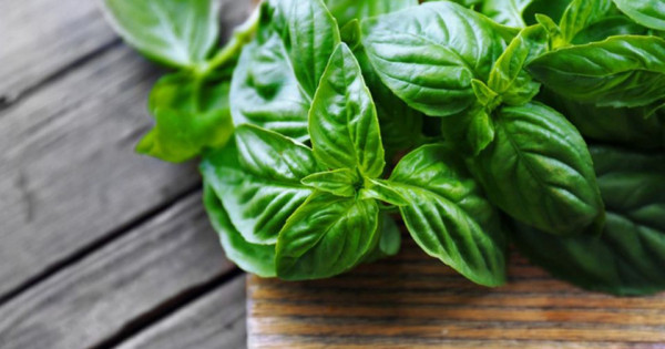 Những lợi ích không ngờ của húng quế trong mùa đông