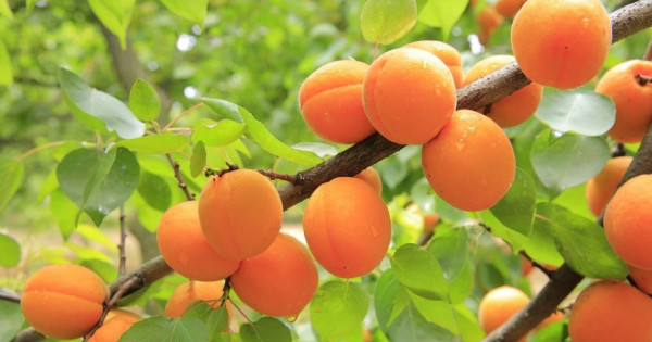 Tử vi ngày 6/11/2025 của 12 cung hoàng đạo: Nhân Mã cần quyết đoán hơn trong công việc