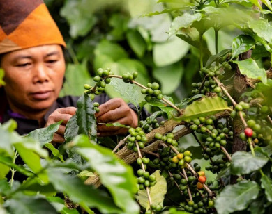 Giá nông sản ngày 5/11/2025: Cà phê bật tăng mạnh, hồ tiêu giảm nhẹ