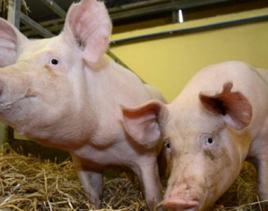 Giá heo hơi ngày 5/11/2025: Chưa dứt đà giảm